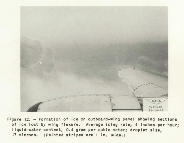 Figure 12. Formation of ice on outboard-wing panel showing sections 
of ice lost by wing flexure. Average icing rate, 4 inches per hour; liquid-water content, 
0.4 grams per cubic meter; drop size, 17 microns. (Painted stripes are 
1 in. wide)